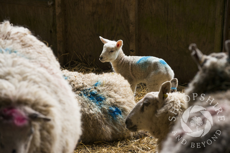 Ewes and newborn lamb in a barn at Shelve, Shropshire.
