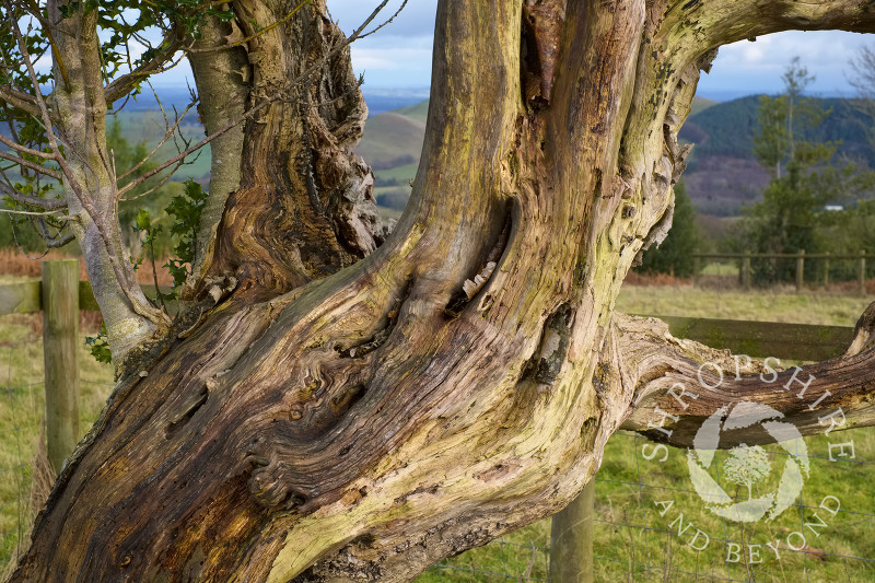 Gnarled trunk and branches on the Hollies Nature Reserve, the Stiperstones, Shropshire.