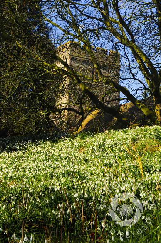 Snowdrops in St Peter's church yard at Stanton Lacy, Shropshire, England.