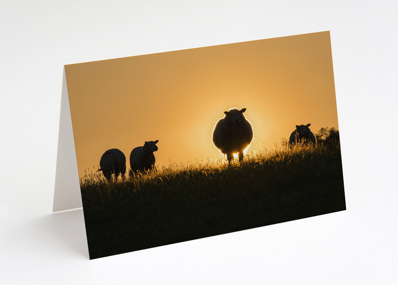 Sheep at sunset near Clunton, Shropshire.