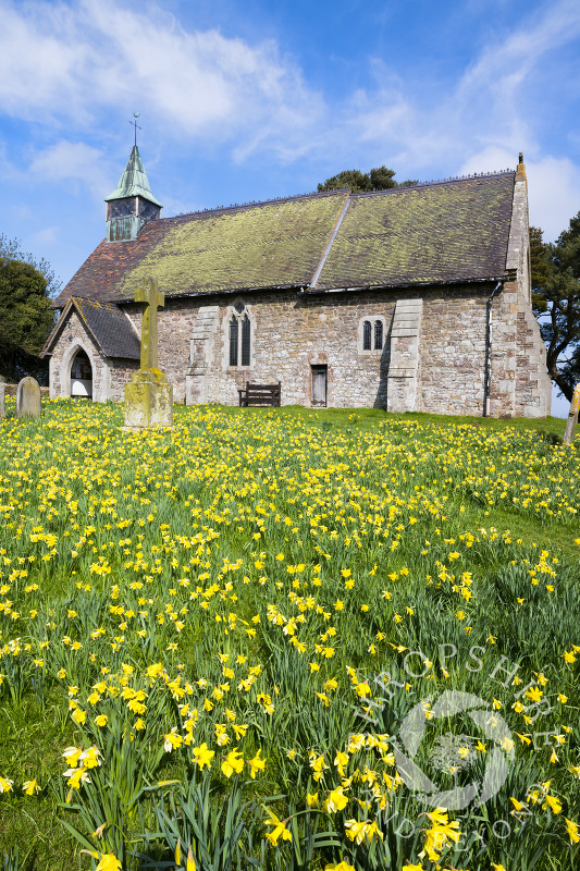 Daffodils in the  churchyard of St Michael and All Angels, Smethcote, Shropshire.