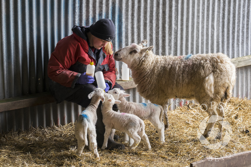 Newly born triplet lambs being bottle-fed on a farm at Shelve, Shropshire.