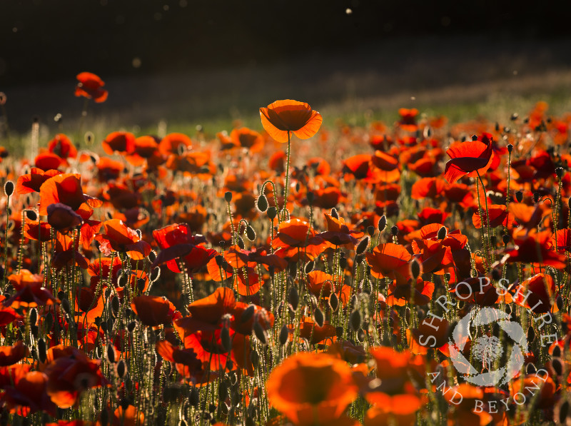 Poppies at sunset in a field at Shifnal, Shropshire.