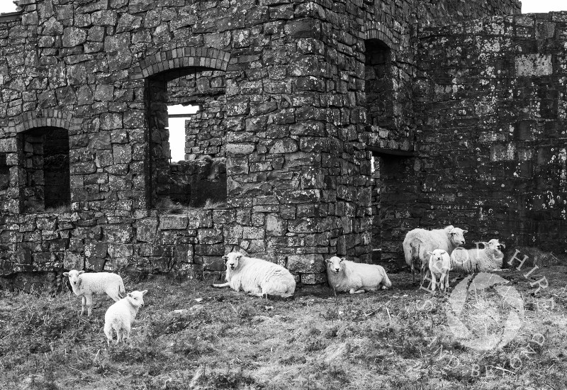 Sheep and lambs among the remains of mining on the summit of Brown Clee Hill, Shropshire.