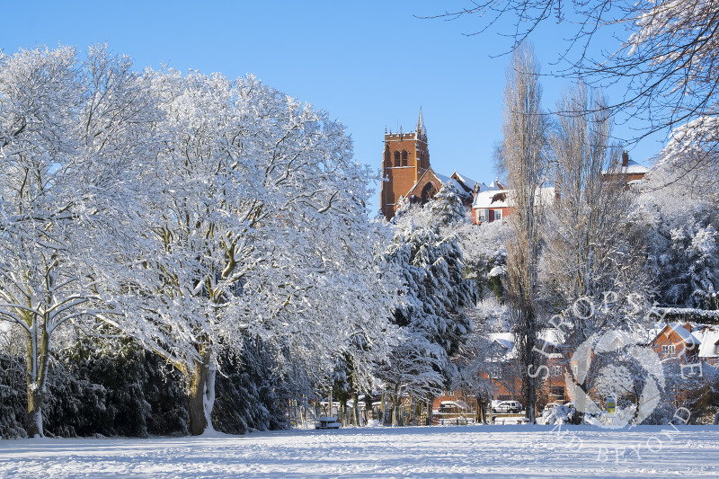Snow-covered trees in Severn Park at Bridgnorth, Shropshire, overlooked by the tower of St Leonard's Church.