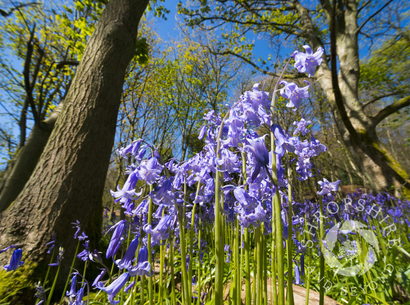 Bluebells growing on the slopes of the Wrekin in Shropshire.