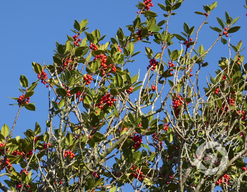 Holly tree laden with berries at the Hollies Nature Reserve, Shropshire.