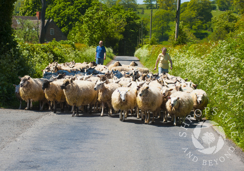 Sheep being herded down a country lane near Clee St Margaret, Shropshire, England.