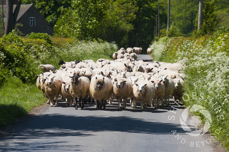 A flock of sheep in a country lane near Clee St Margaret, Shropshire.