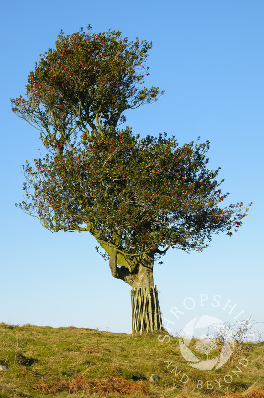 Holly tree on the Hollies Nature Reserve, the Stiperstones, Shropshire.