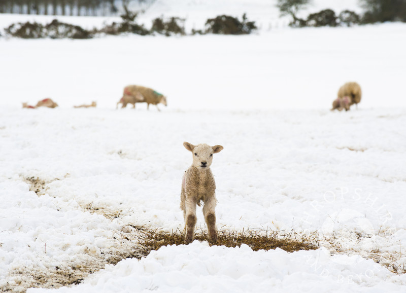 A lamb in spring snow on the Stiperstones in South Shropshire, England.