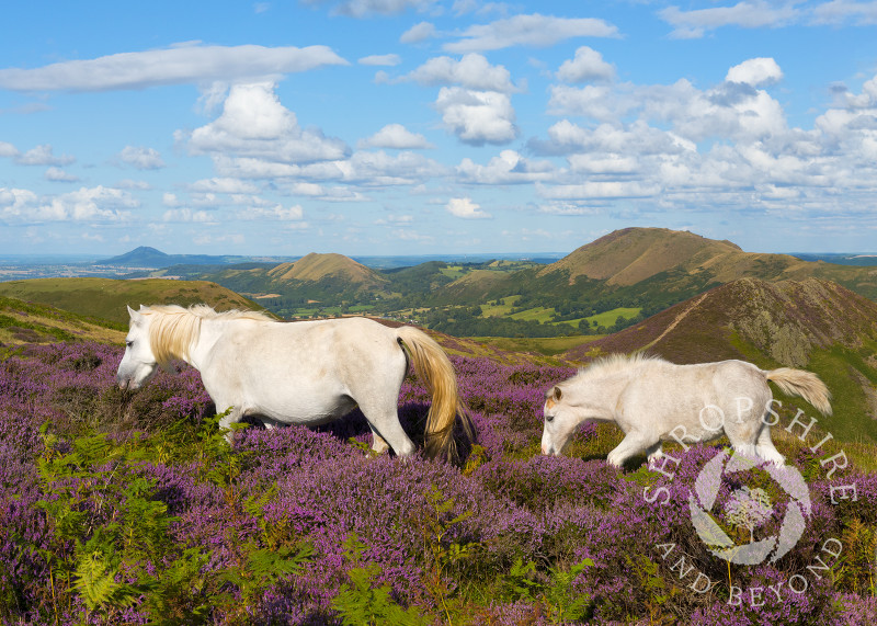 Wild ponies amid the heather on the Long Mynd, Shropshire.