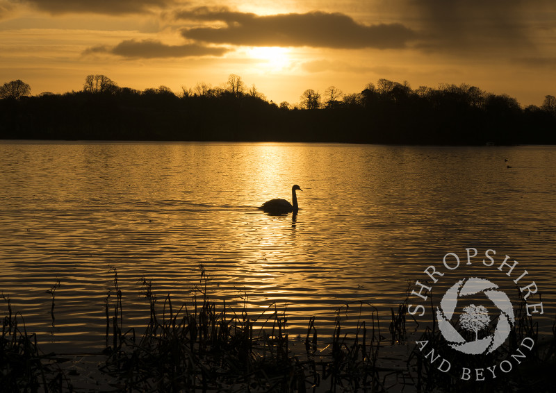 A swan at sunrise on the Mere, Ellesmere, Shropshire.