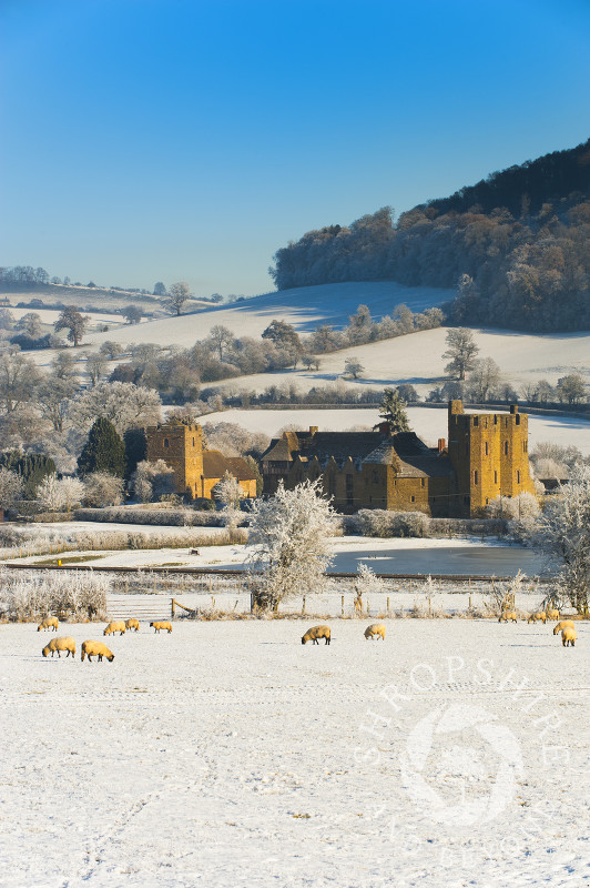Sheep in a snow-covered field near Stokesay Castle, Shropshire, England.