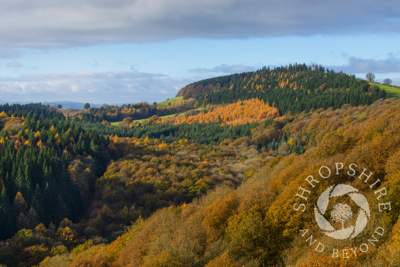 A sea of autumn colour in Mortimer Forest, near Ludlow, Shropshire, England.