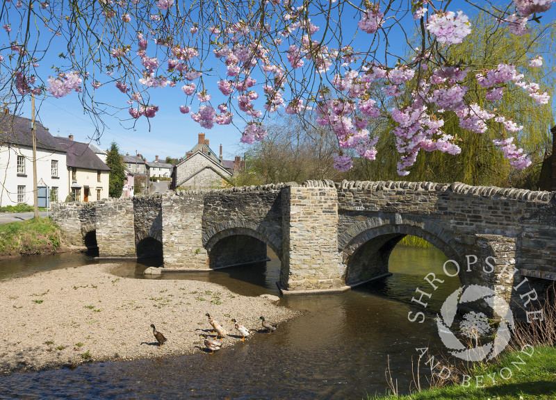 Spring blossom near the packhorse bridge and River Clun in Clun, Shropshire, England.