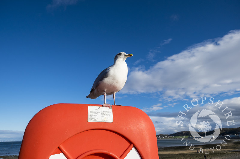 A herring gull perches on a life belt station at Llanduno, Conwy, Wales.