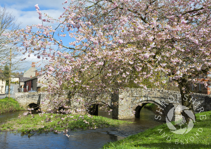 Spring blossom beside the medieval packhorse bridge over the River Clun in the town of Clun, Shropshire.