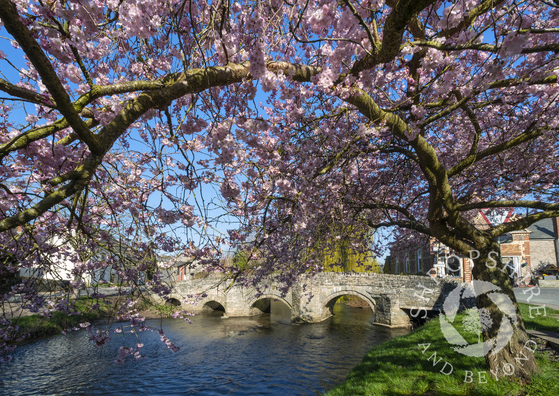 Cherry blossom beside the medieval pack horse bridge at Clun, Shropshire.