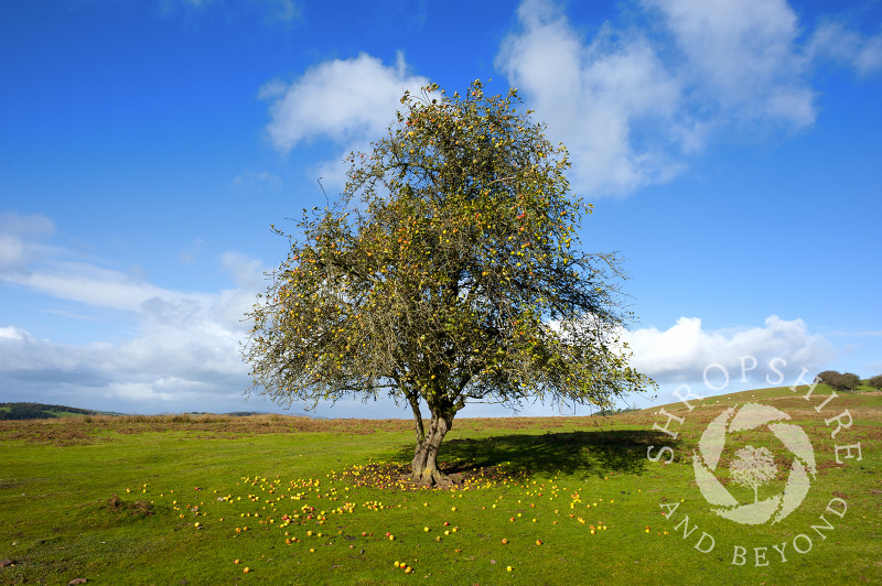 A lone apple tree in autumn on Hopesay Common, near Craven Arms, Shropshire, England.