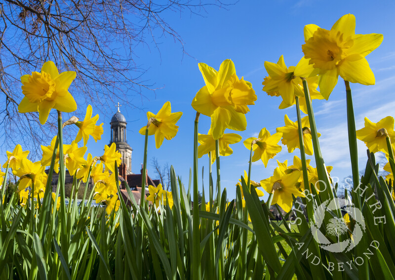 Daffodils in the Quarry with St Chad's Church, Shrewsbury, Shropshire.