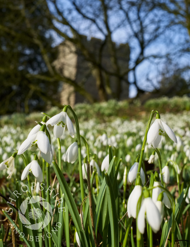 Spectacular display of snowdrops in the churchyard at St Peter's, Stanton Lacy, Shropshire.