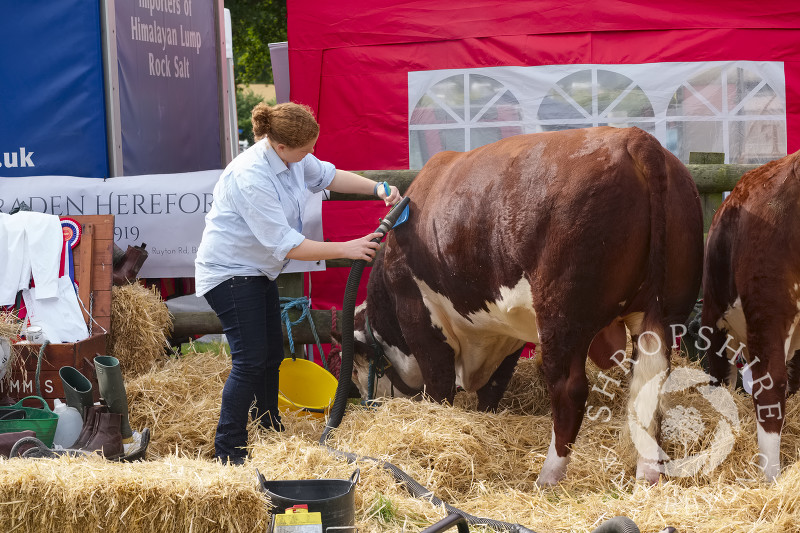 Cattle being spruced up at Burwarton Show, near Bridgnorth, Shropshire, England.