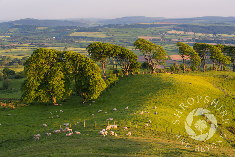 Sheep grazing in the evening sunlight on Linley Hill, near Norbury, Shropshire.