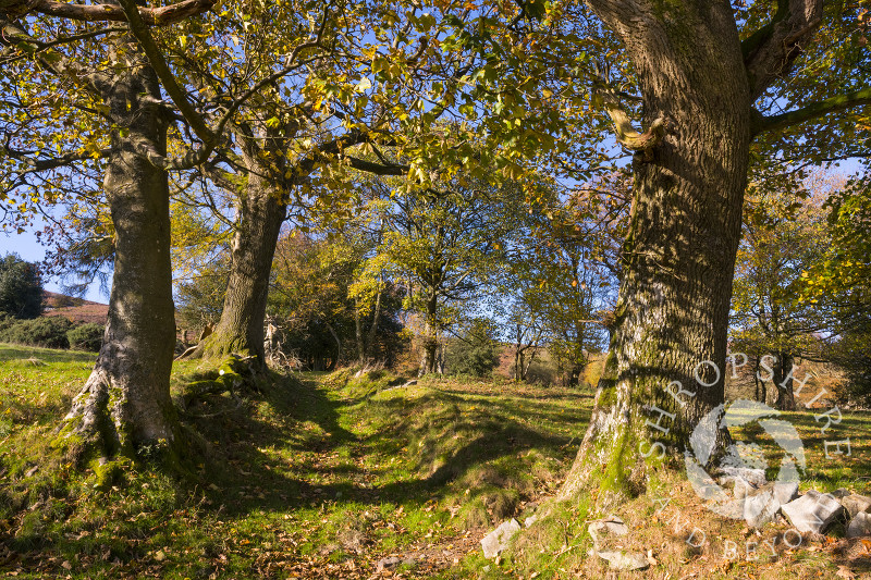 Autumn pathway through Brook Vessons Nature Reserve, Shropshire.