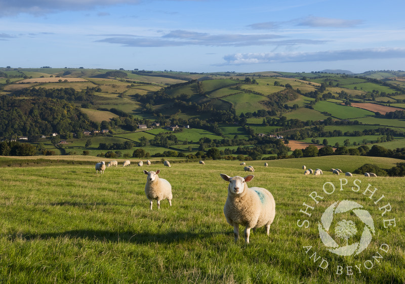 Sheep grazing above Newcastle on Clun, Shropshire.
