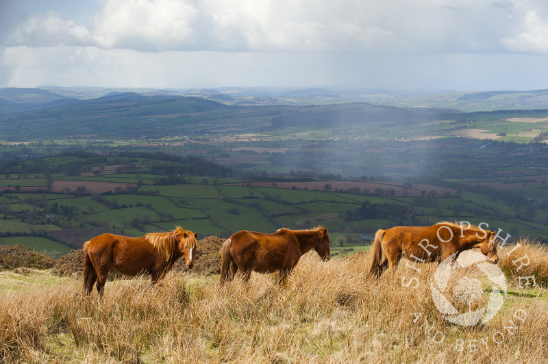 Ponies grazing on Brown Clee Hill, Shropshire, England.