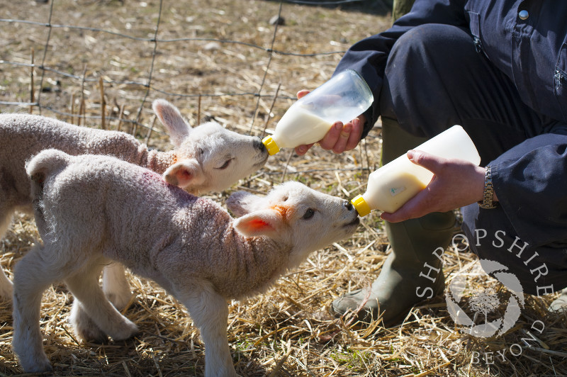 Two lambs being bottle fed at Middle Farm, Shelve, on the Stiperstones, Shropshire, England.