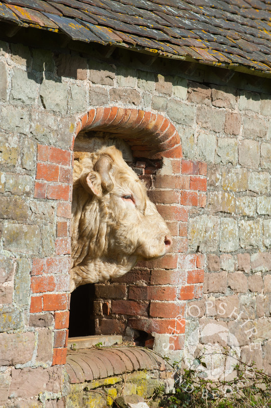 A bull poking its head through a window in an old barn, Holdgate, Shropshire.
