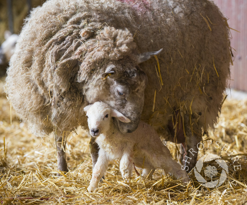 Ten minutes old lamb with its mother on a farm at Shelve, Shropshire.