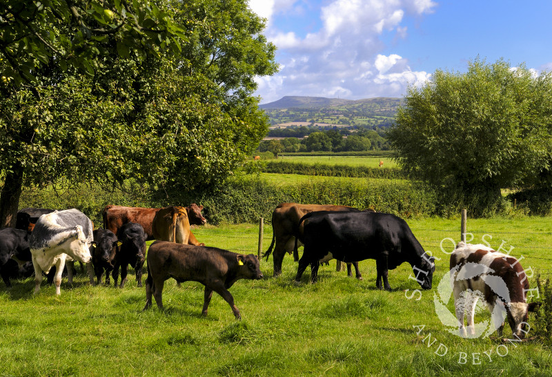 Cows grazing in a field at Brimfield, Herefordshire, England.