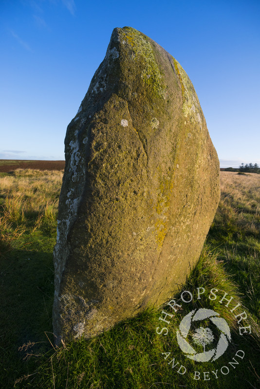Early morning light on Mitchell's Fold stone circle, near Priest Weston, Shropshire.