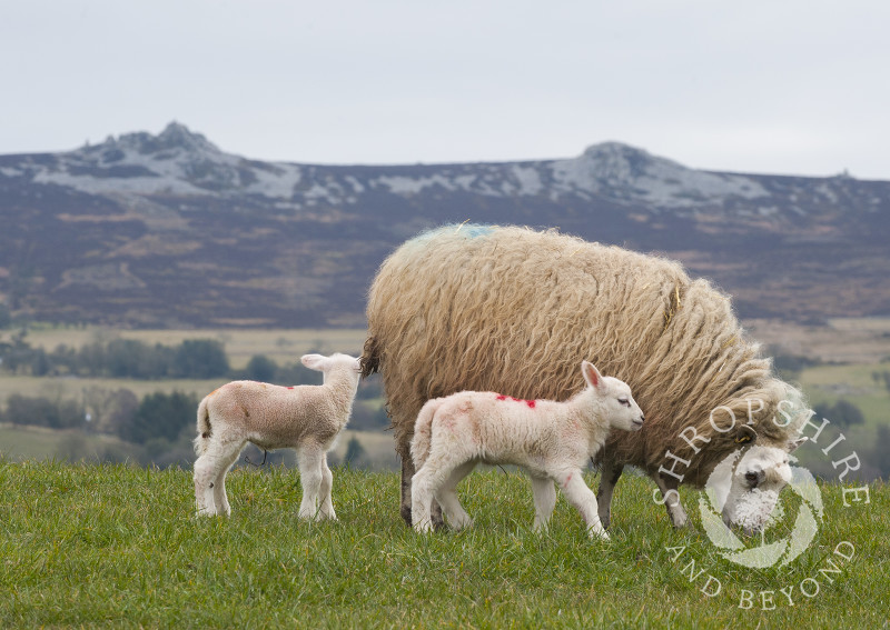 Newly born lambs and their mother under the Stiperstones at Shelve, Shropshire.