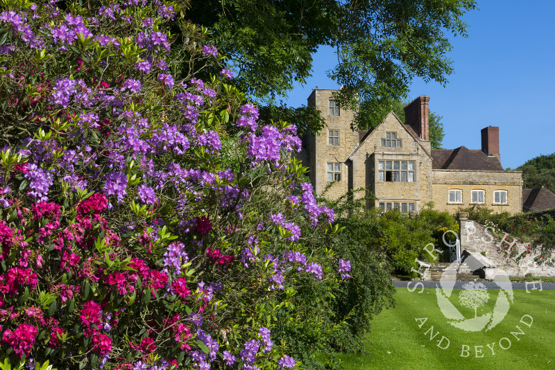 Rhododendrons outside Shipton Hall, near Much Wenlock. Shropshire.