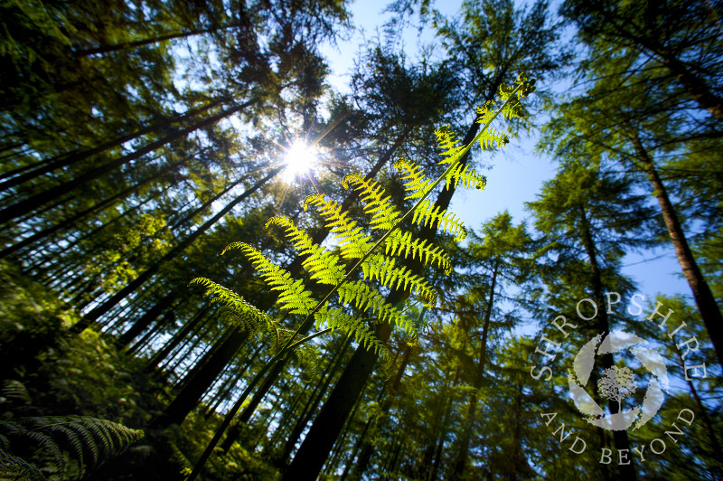 A fern growing in Mortimer Forest, near Ludlow, Shropshire, England.