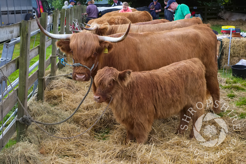 Highland cattle at Burwarton Show, near Bridgnorth, Shropshire, England.