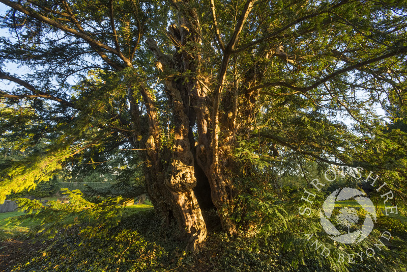 The ancient yew tree at Uppington, Shropshire.