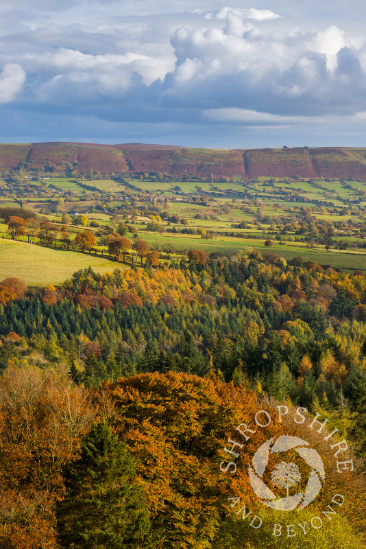 Autumn sunshine highlights the western slopes of the Long Mynd, seen from Heath Mynd, near Bishop's Castle, Shropshire.