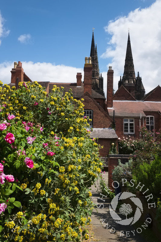 Flowers bloom in the garden at Erasmus Darwin House in the shadow of Lichfield Cathedral, Staffordshire, England.
