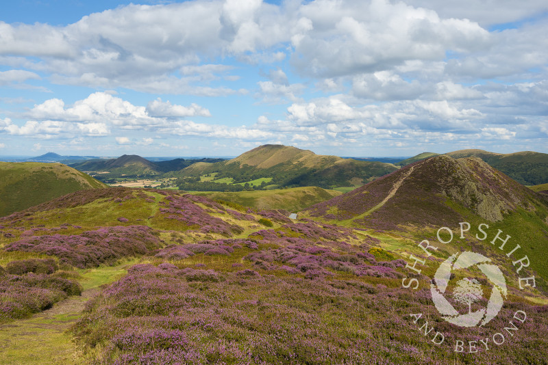 Purple heather on the Long Mynd and Burway Hill, Shropshire. Seen on the horizon are, from left, the Wrekin, the Lawley and Caer Caradoc.