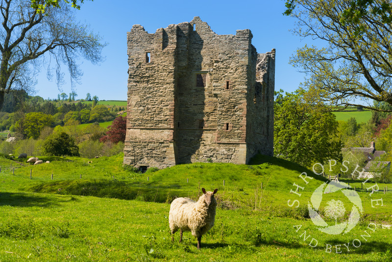 A sheep stands guard outside Hopton Castle in the village of Hopton Castle, south Shropshire.