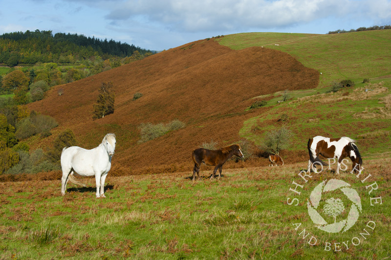 Ponies grazing on Hopesay Common in autumn, near Craven Arms, Shropshire, England.