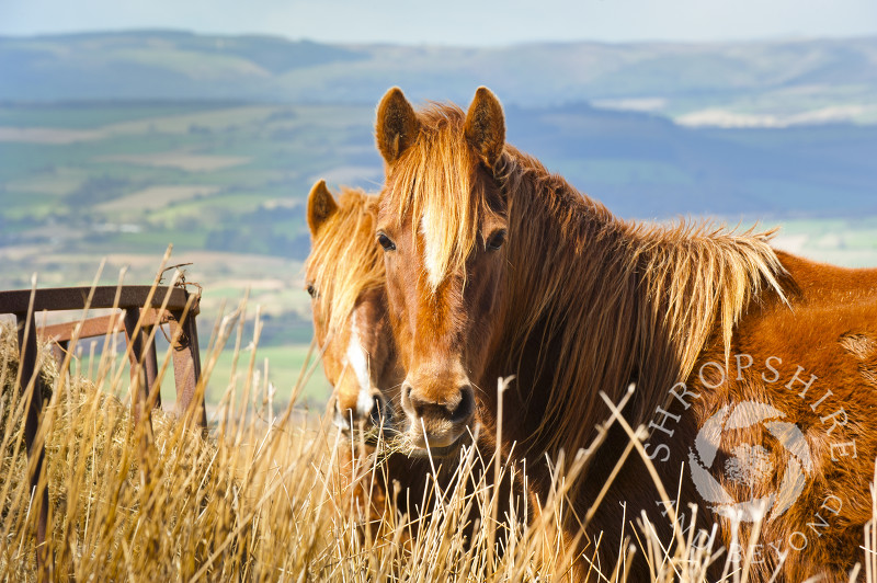 Ponies on Brown Clee Hill, Shropshire, England.