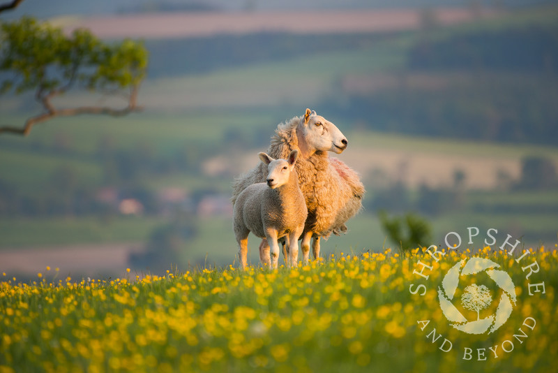 Sheep graze in a field of buttercups on Linley Hill, near Norbury, Shropshire.