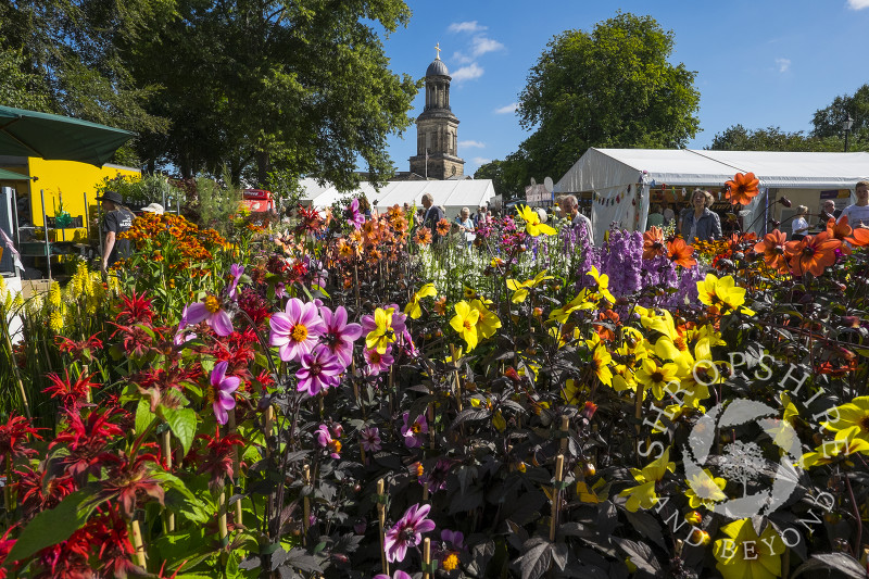 Flowers on display at Shrewsbury Flower Show with St Chad's Church, Shropshire.