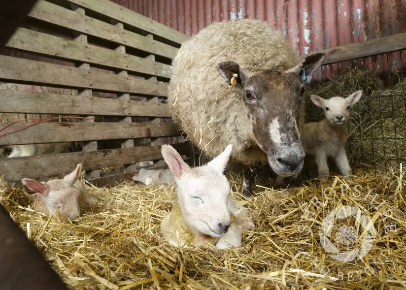 Newborn triplet lambs with ewe on a farm at Shelve in Shropshire.